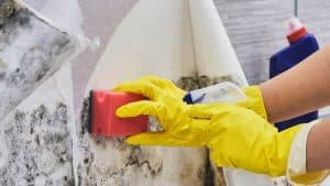 Mold Removal and Remediation in Port Hueneme, California