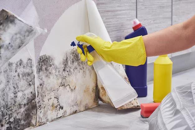 Mold Damage Restoration Process