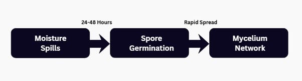 The-Timeline-of-Proliferation